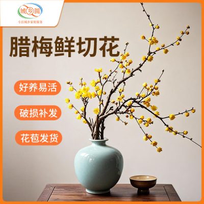 腊梅鲜切水培
