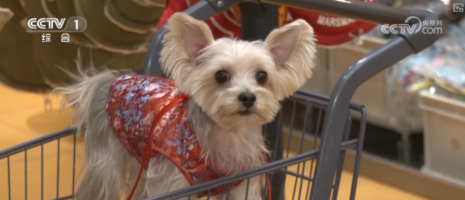 物品收纳、宠物喂养新型家政服务消费热，数字化加持让百姓享受便捷服务