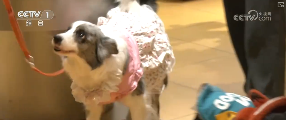 物品收纳、宠物喂养新型家政服务消费热，数字化加持让百姓享受便捷服务