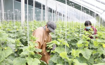 2026 年 2 月重庆市蔬菜上市情况前瞻