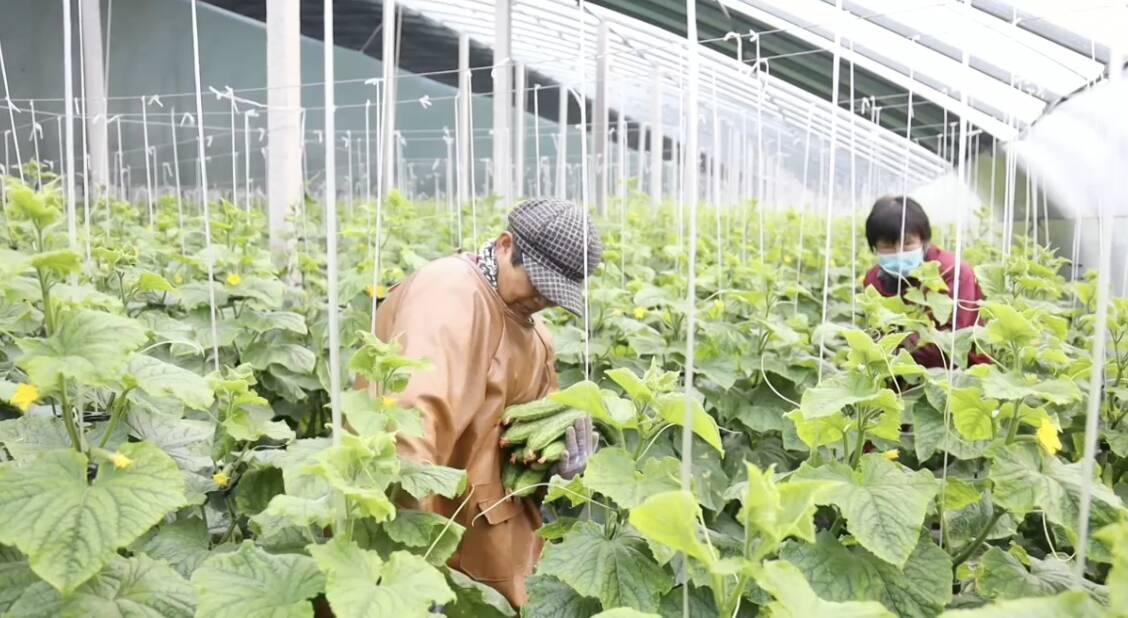 2026 年 2 月重庆市蔬菜上市情况前瞻