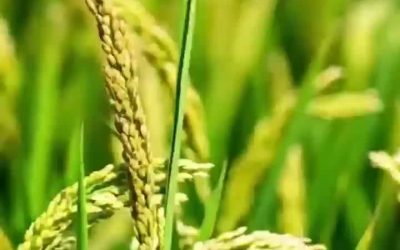 城乡圆五常大米售卖中